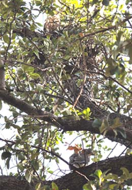 Nest and Fledglings